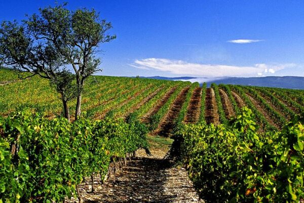 Vue sur des champs de vignes sur la commune de Valigneres avec le ciel en arrière blanc teinté de nuages blancs en Ardèche