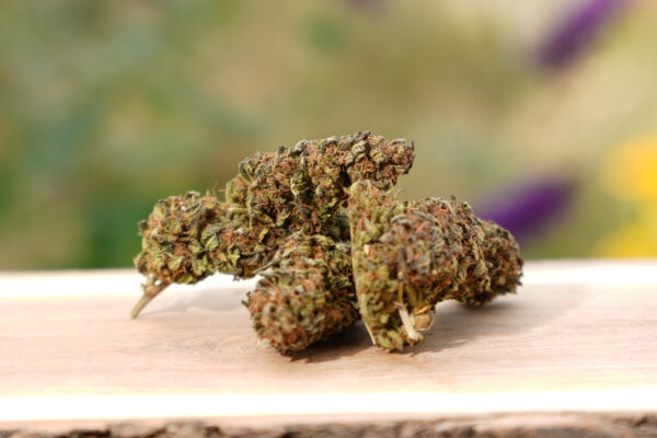 Blueberry - Fleur de CBD Bio
