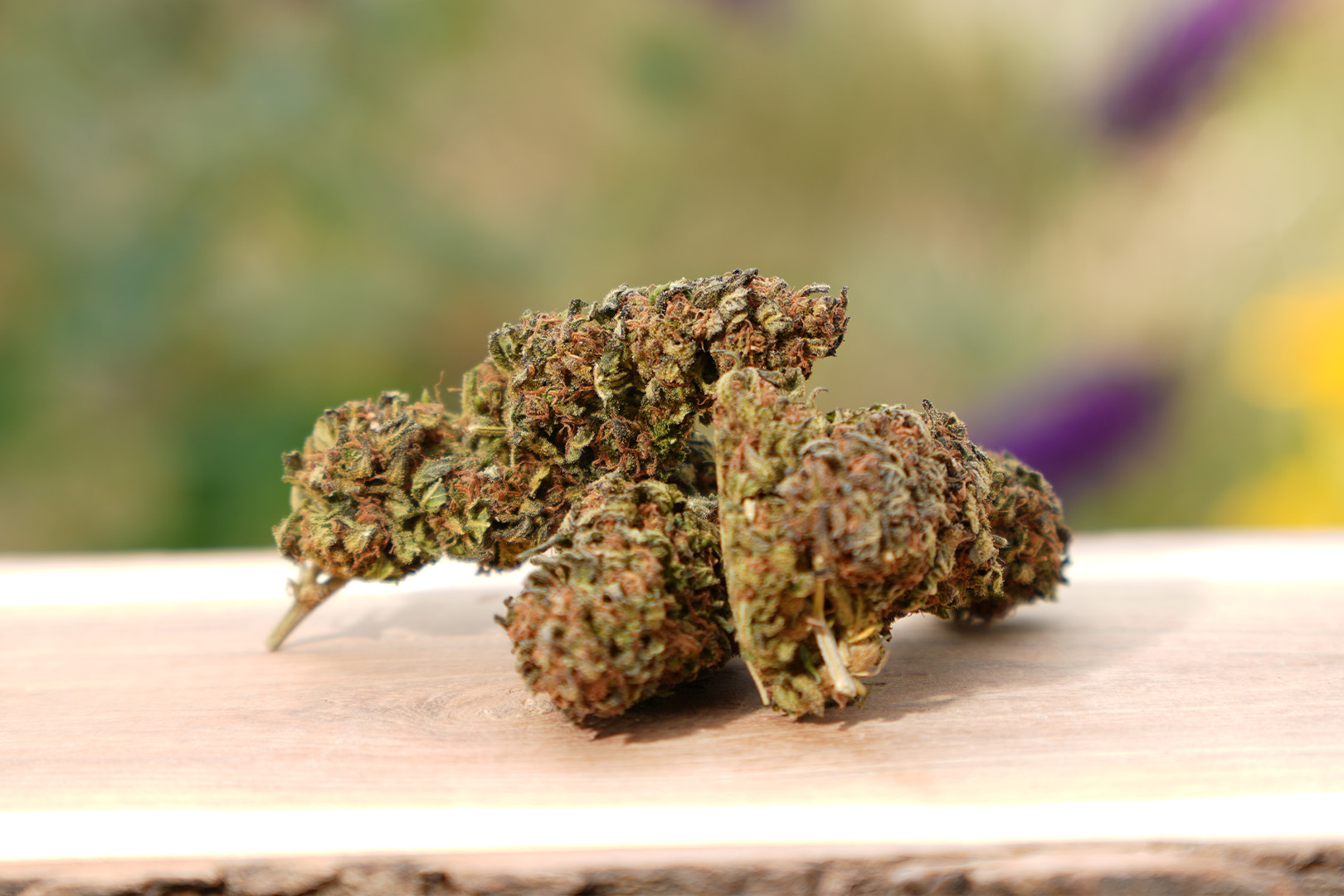 Blueberry - Fleur de CBD Bio