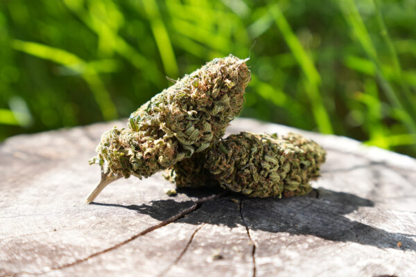 Goat Butter - Fleur de CBD Bio