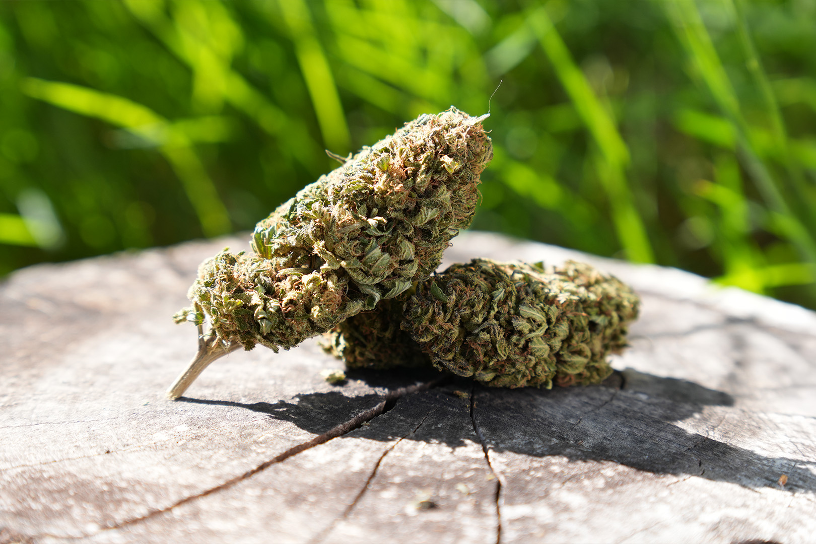 Goat Butter - Fleur de CBD Bio
