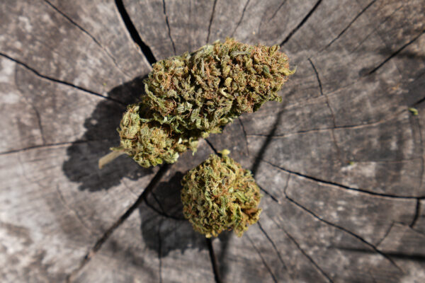 Goat Butter - Fleur de CBD Bio