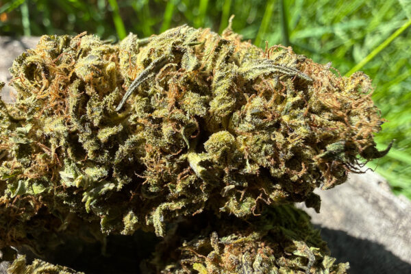 Goat Butter - Fleur de CBD Bio