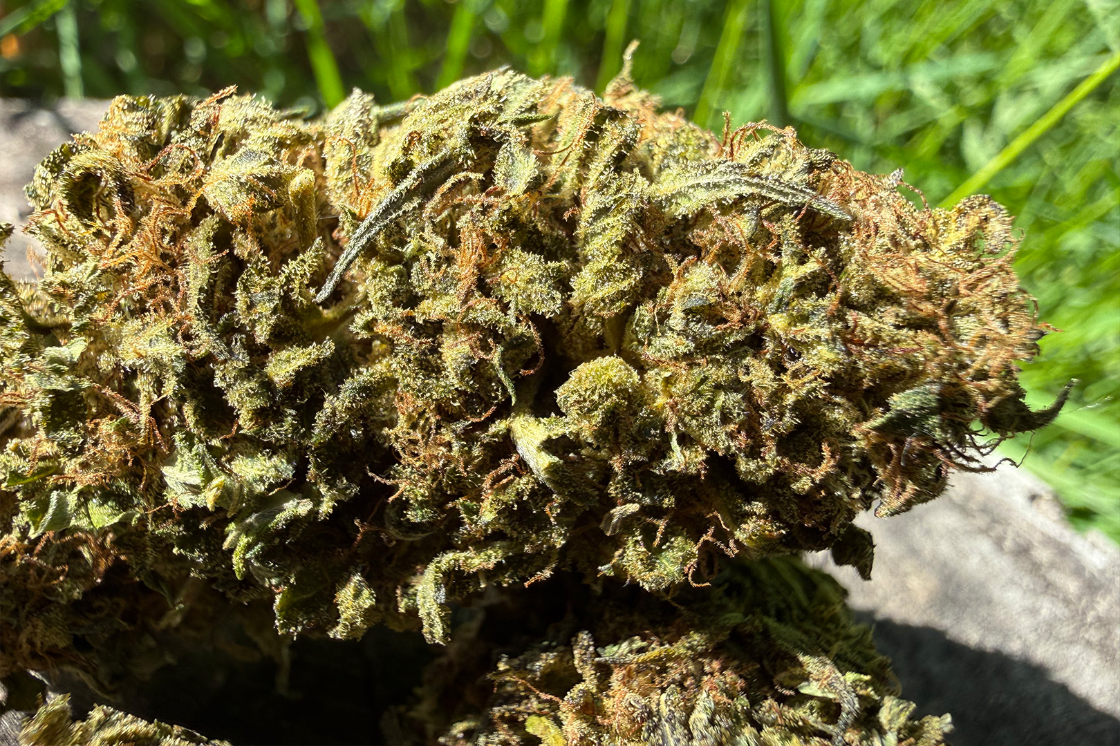 Goat Butter - Fleur de CBD Bio