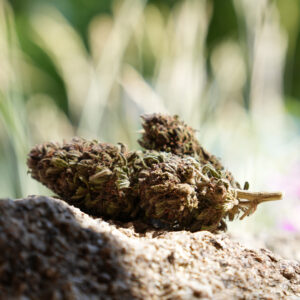 OG Legendary - Fleur de CBD Bio