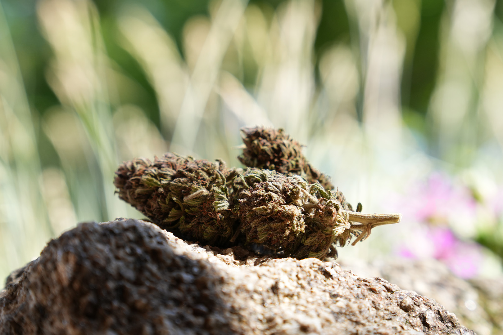 OG Legendary - Fleur de CBD Bio