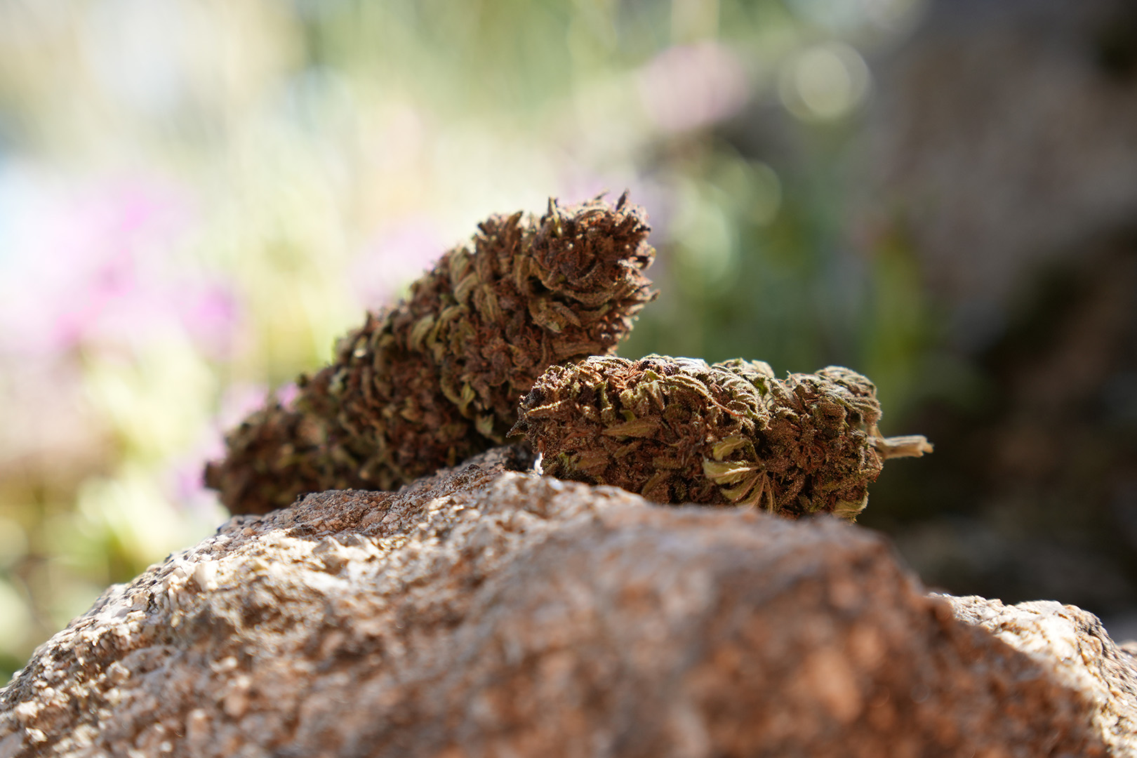 OG Legendary - Fleur de CBD Bio