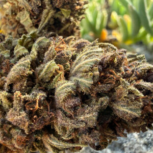 OG Legendary - Fleur de CBD Bio
