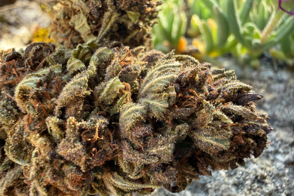 OG Legendary - Fleur de CBD Bio