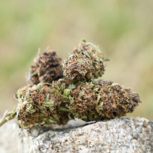 Platinium Panthere - Fleur de CBD Bio