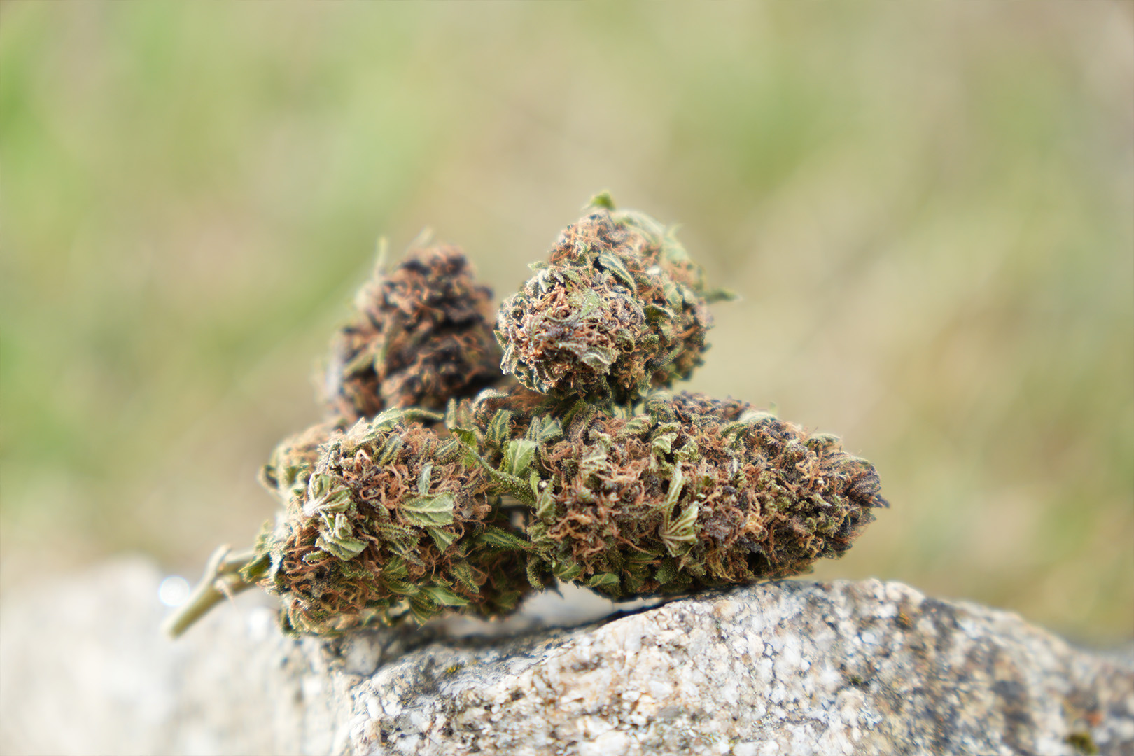 Platinium Panthere - Fleur de CBD Bio