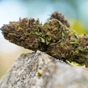 Platinium Panthere - Fleur de CBD Bio