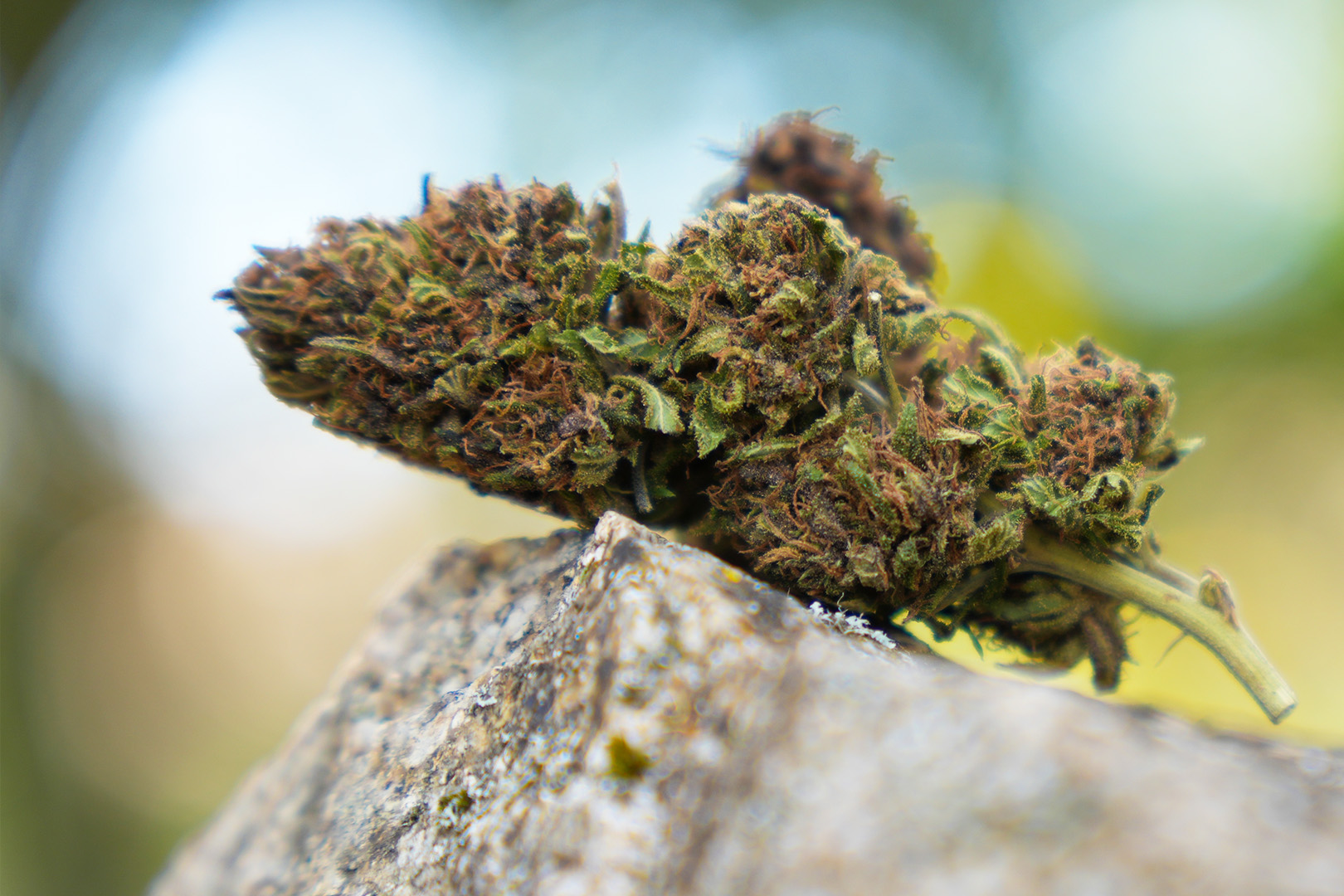 Platinium Panthere - Fleur de CBD Bio