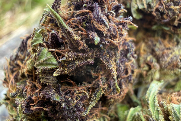 Platinium Panthere - Fleur de CBD Bio