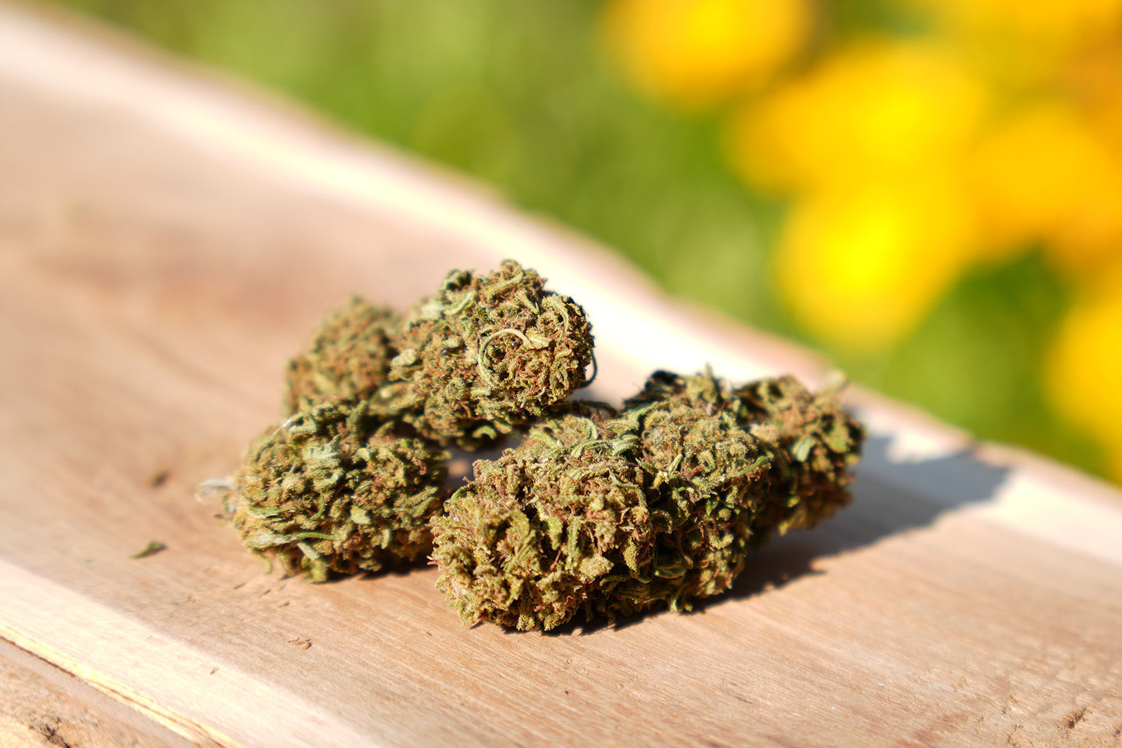Reine Orangine - Fleur de CBD Bio