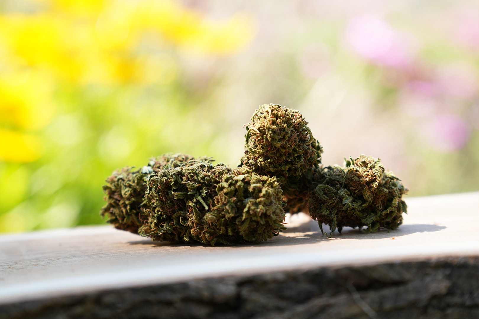 Reine Orangine - Fleur de CBD Bio