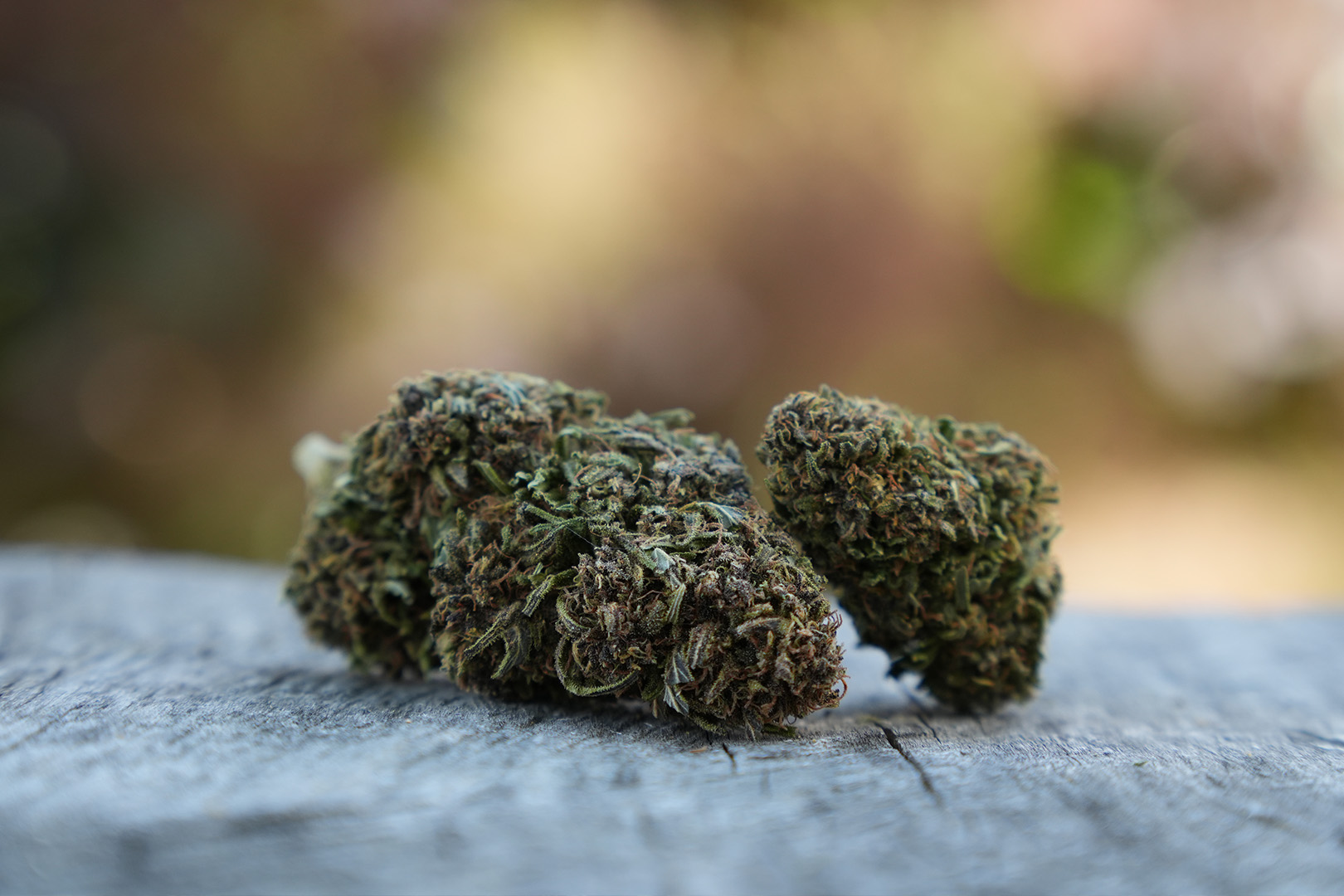 Saphir Kush - Fleur de CBD Bio