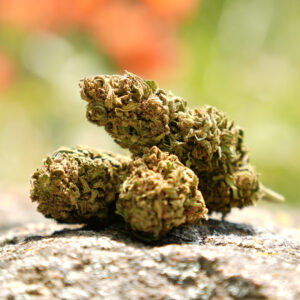 Strawberry - Fleur de CBD Bio