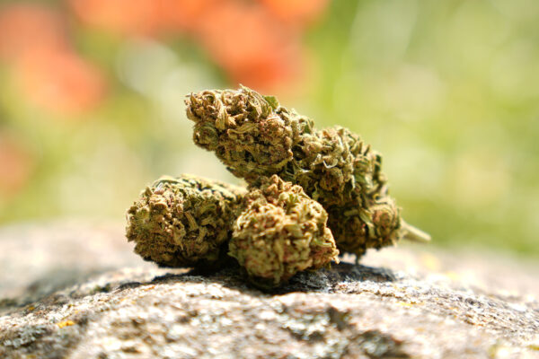 Strawberry - Fleur de CBD Bio
