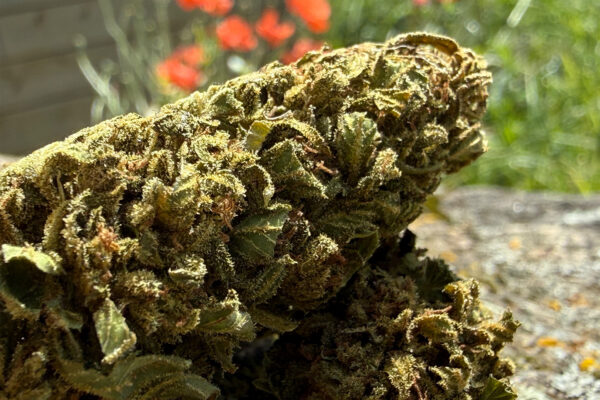 Strawberry - Fleur de CBD Bio