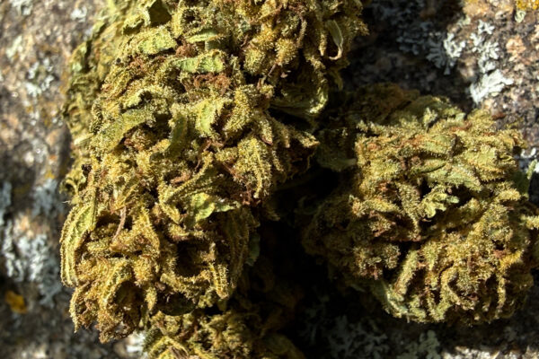 Strawberry - Fleur de CBD Bio