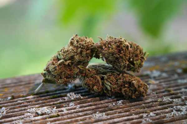 Tropical Fruit Scoops - Fleur de CBD Bio