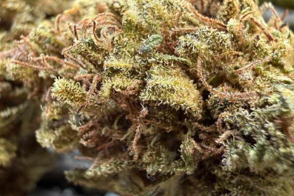 Tropical Fruit Scoops - Fleur de CBD Bio
