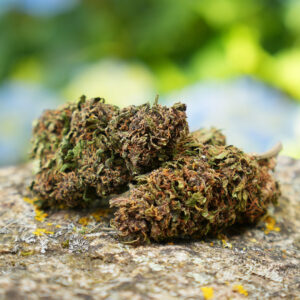 Blue Meringue - Fleur de CBD Bio