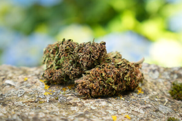 Blue Meringue - Fleur de CBD Bio
