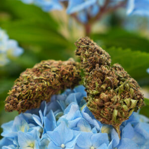 Blue Meringue - Fleur de CBD Bio