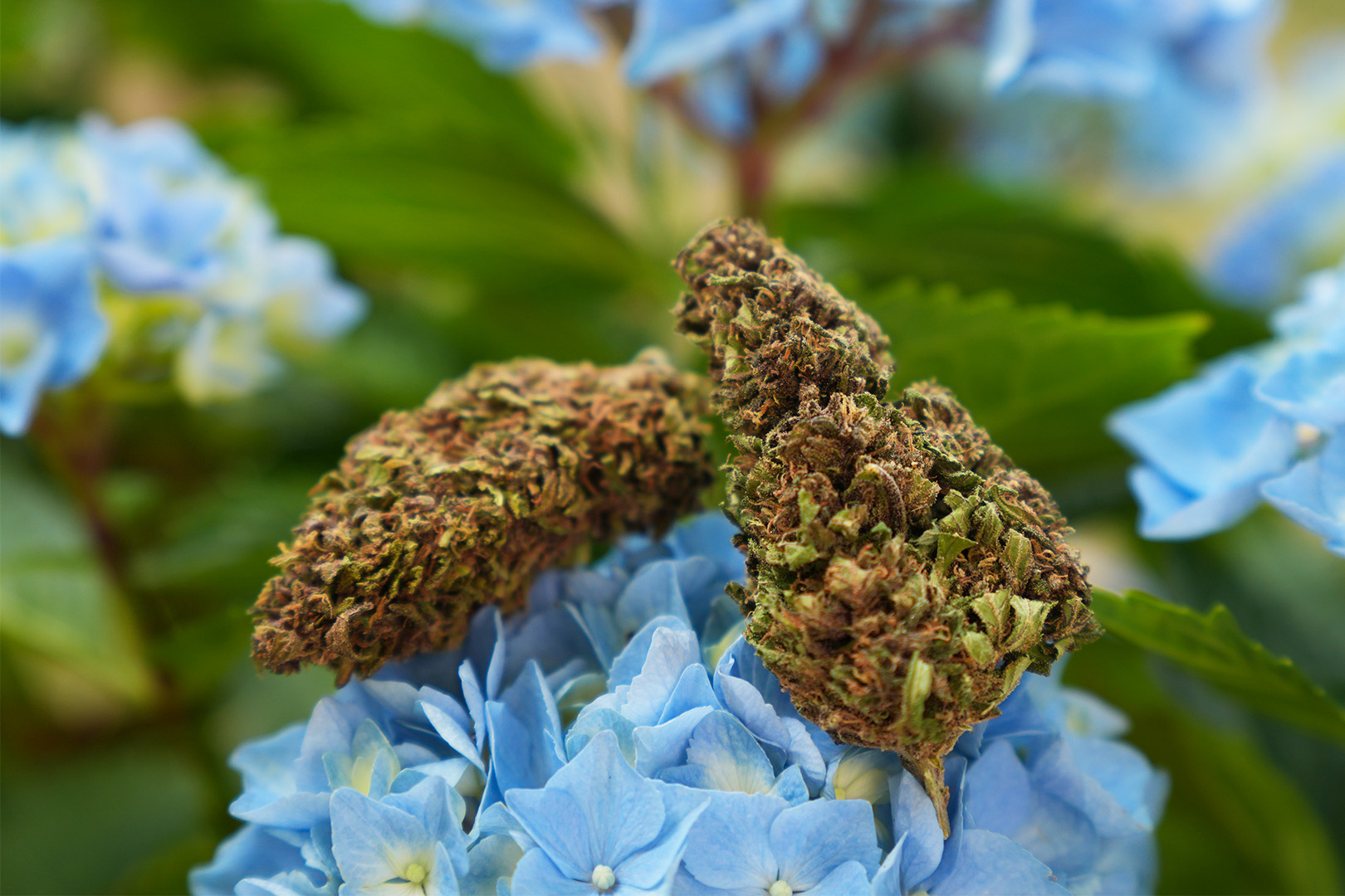 Blue Meringue - Fleur de CBD Bio