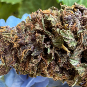 Blue Meringue - Fleur de CBD Bio