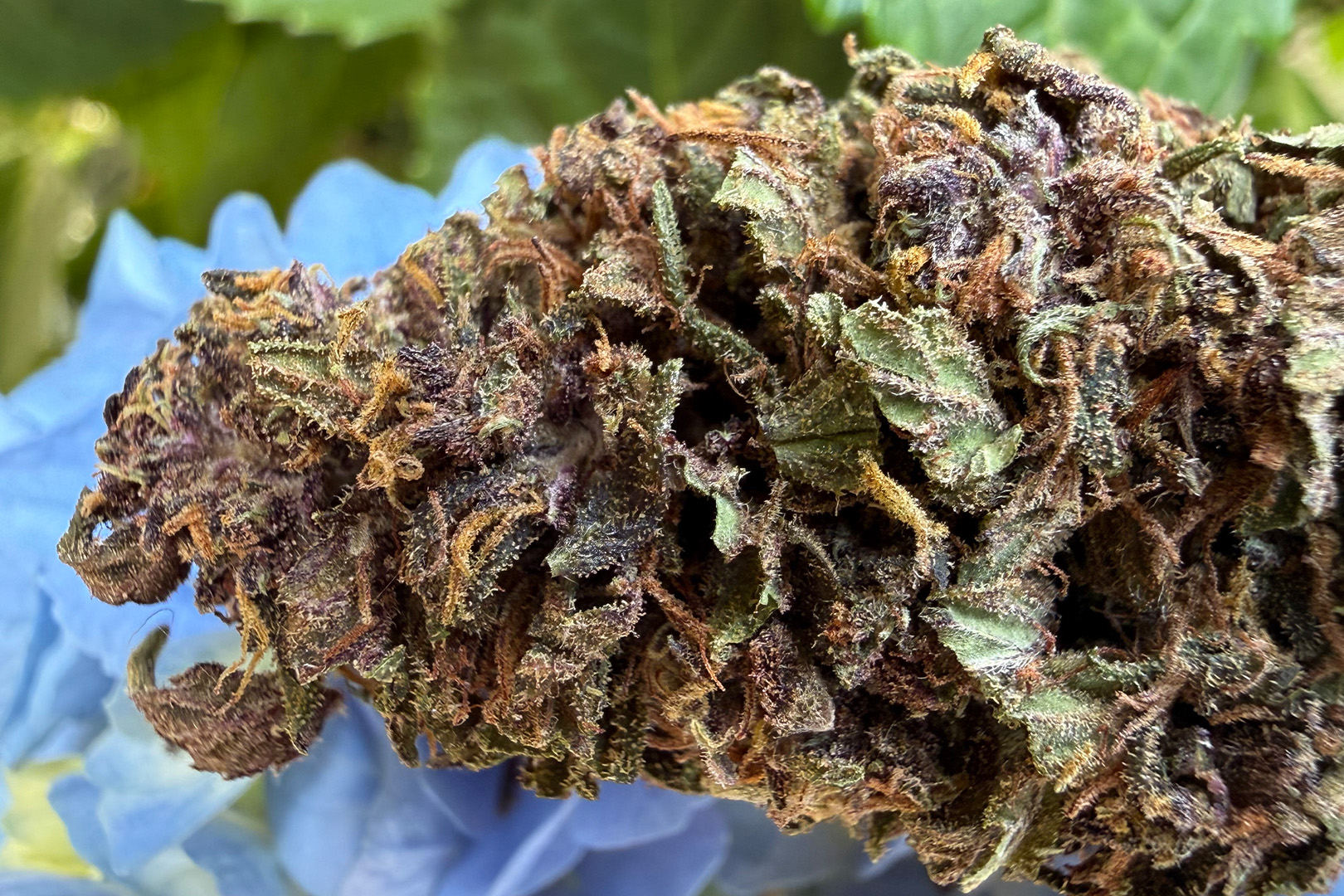 Blue Meringue - Fleur de CBD Bio