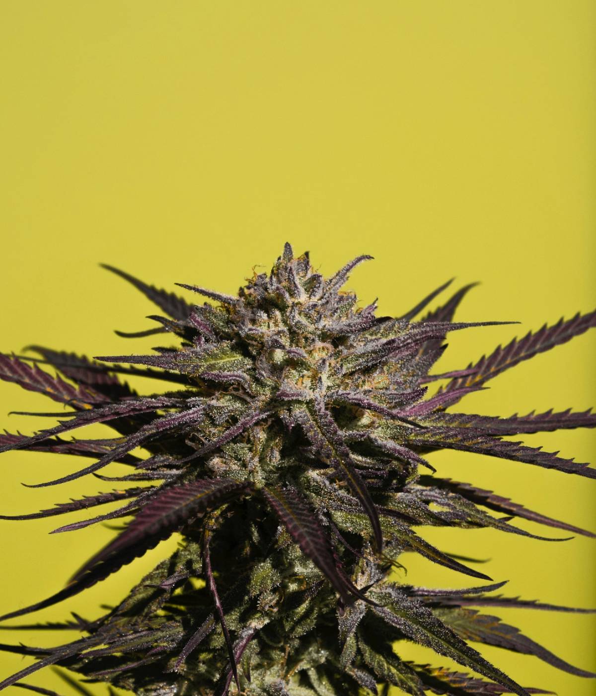A lovely feminised cannabis bud in flower