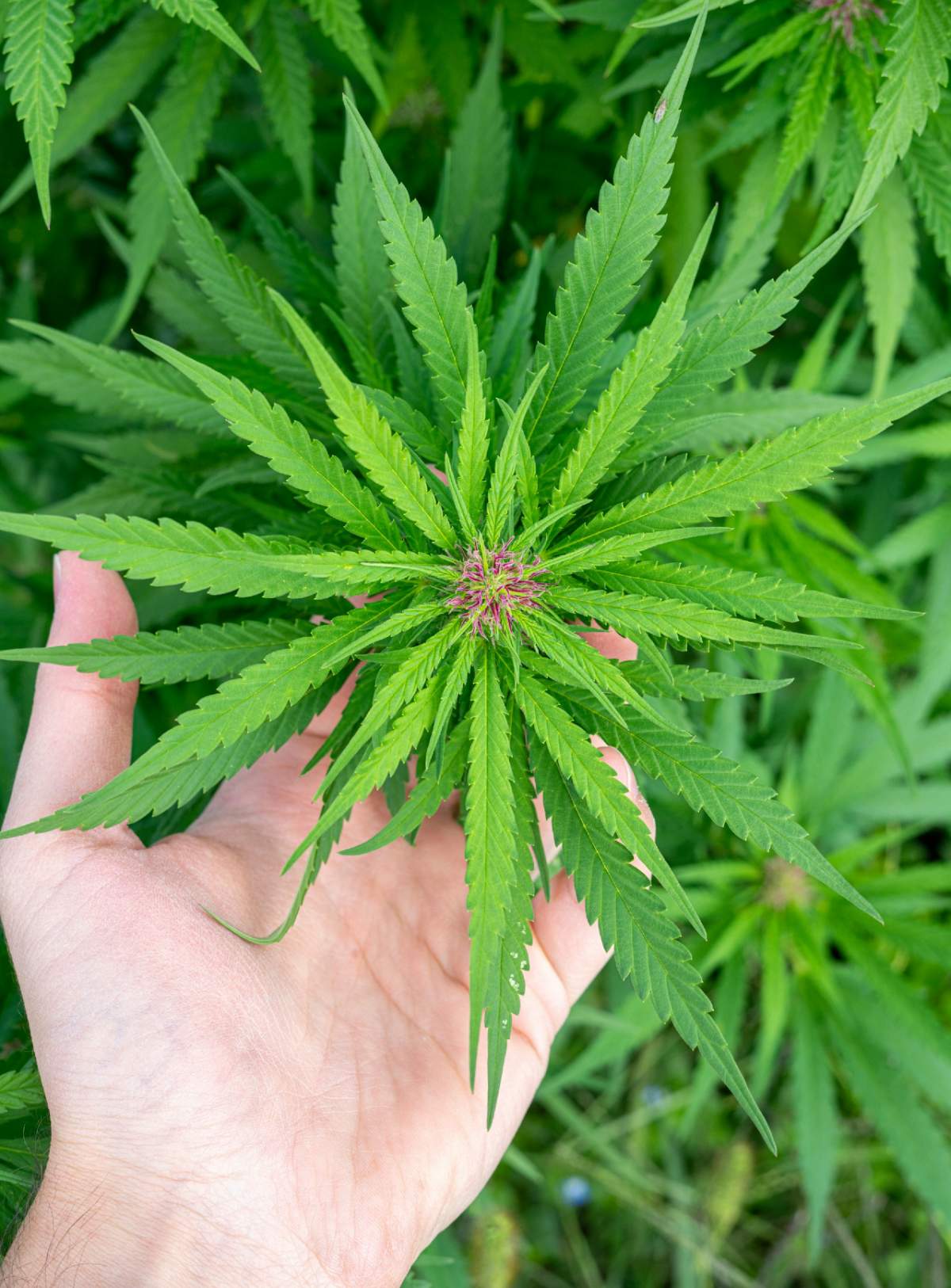 CBD cannabis harvest in Ardèche