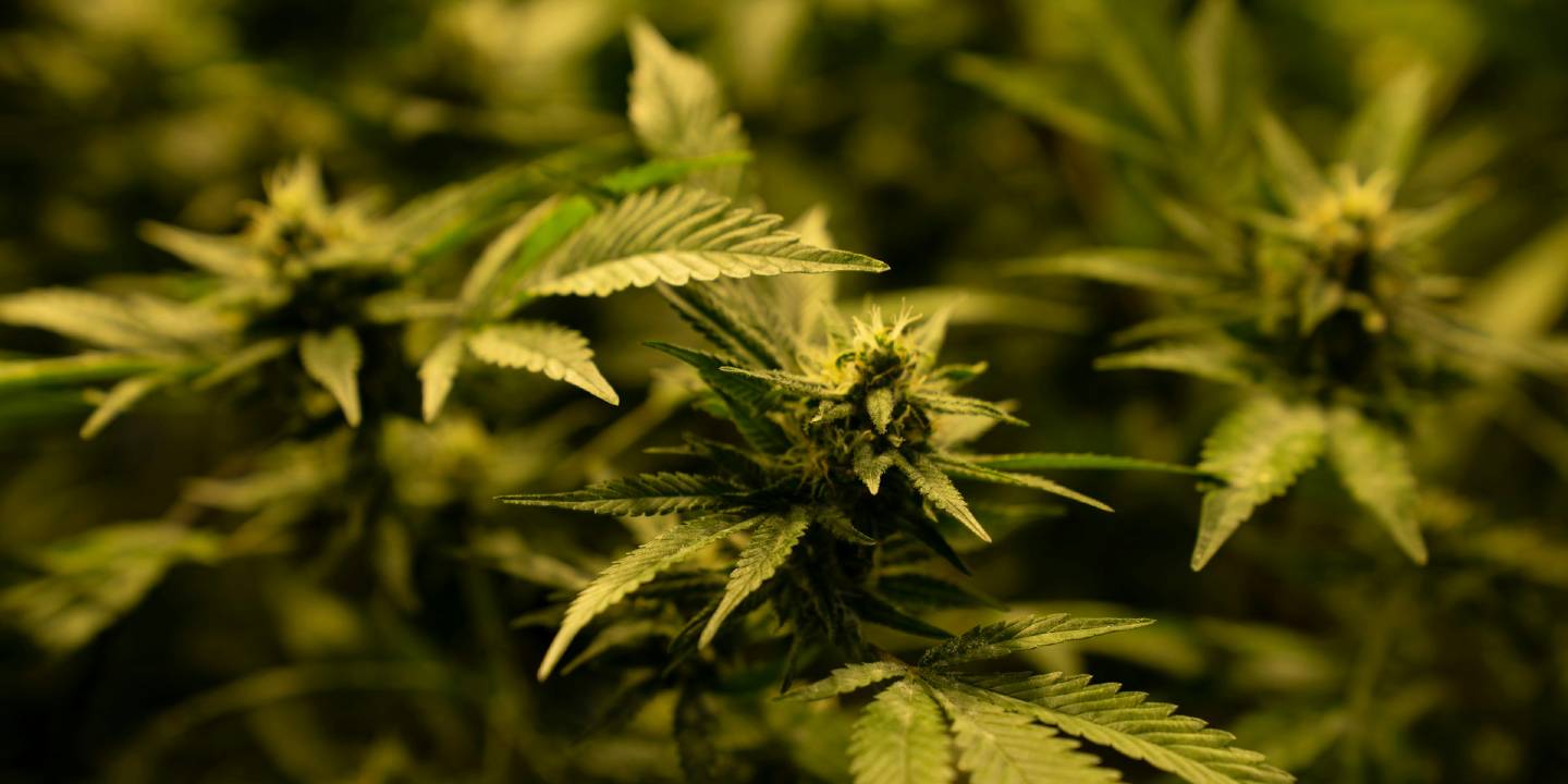 Plantation de chanvre bio avec plusieurs pieds, vue sur les têtes de CBD bio