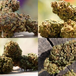 Valvi Pack Découverte : 4 variétés de fleurs de CBD pour découvrir le chanvre bio de ValviChanvre