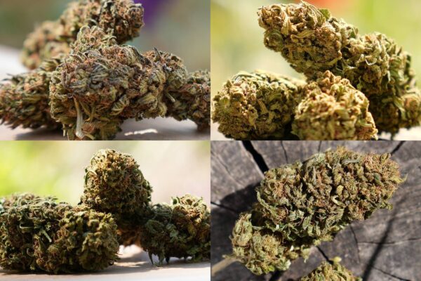 Valvi Pack Découverte : 4 variétés de fleurs de CBD pour découvrir le chanvre bio de ValviChanvre
