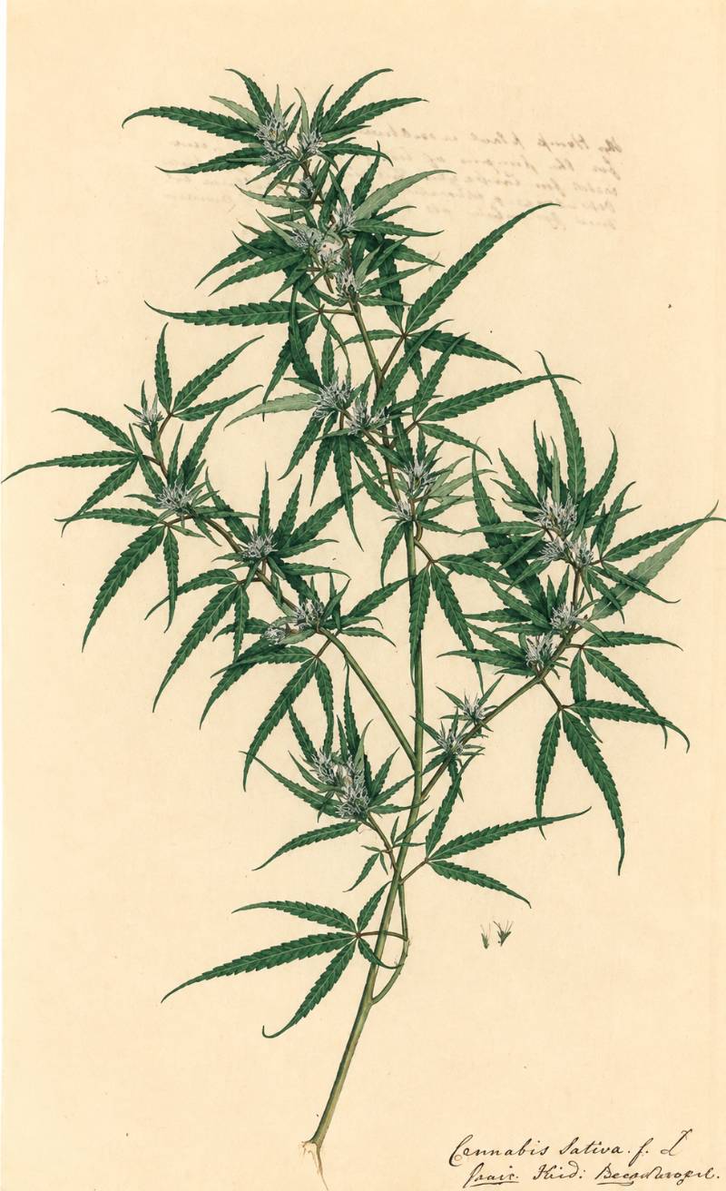 Illustration du plant de chanvre (Cannabis sativa), par James Kerr au 18e siècle / Source : bibliothèque de botanique du Muséum d'histoire naturelle de Londres.