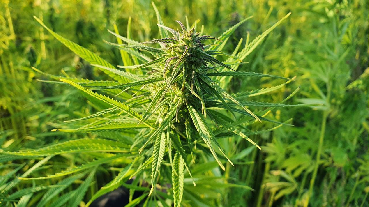 La vaporisation, des origines à la consommation moderne du CBD