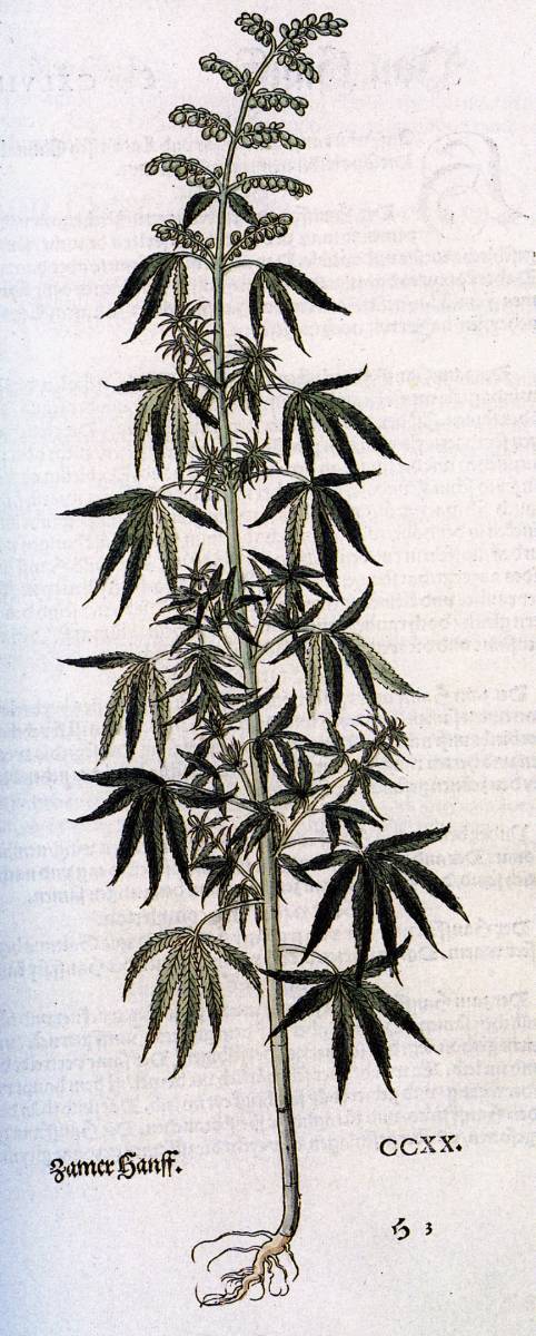 Cannabis sativa du Das Kräuterbuch de Leonhart Fuchs, 1543