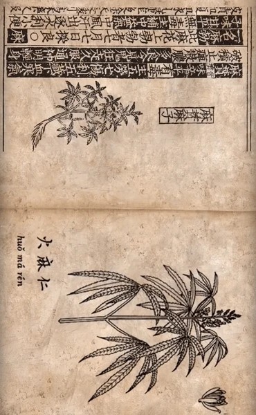 Chanvre et Chine